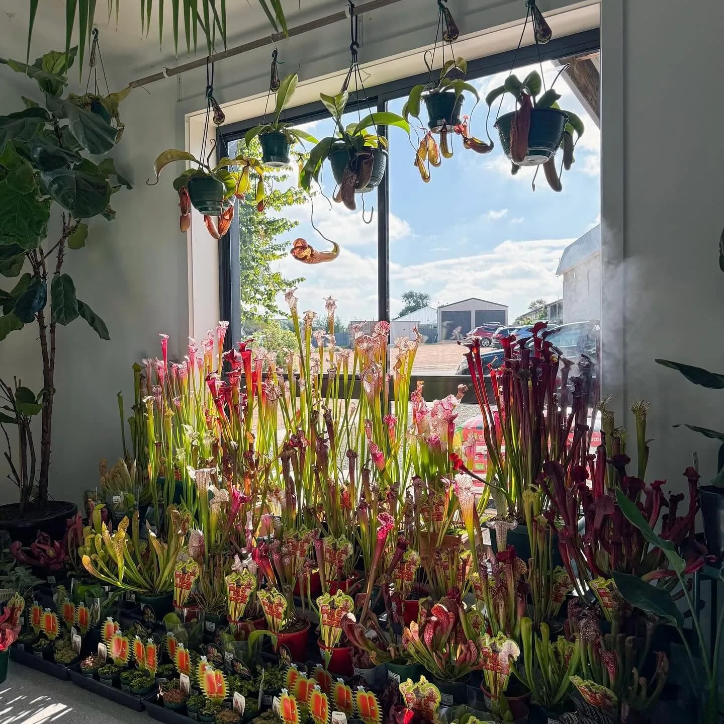 Carnivorous plants displayed beside the nursery shop window.