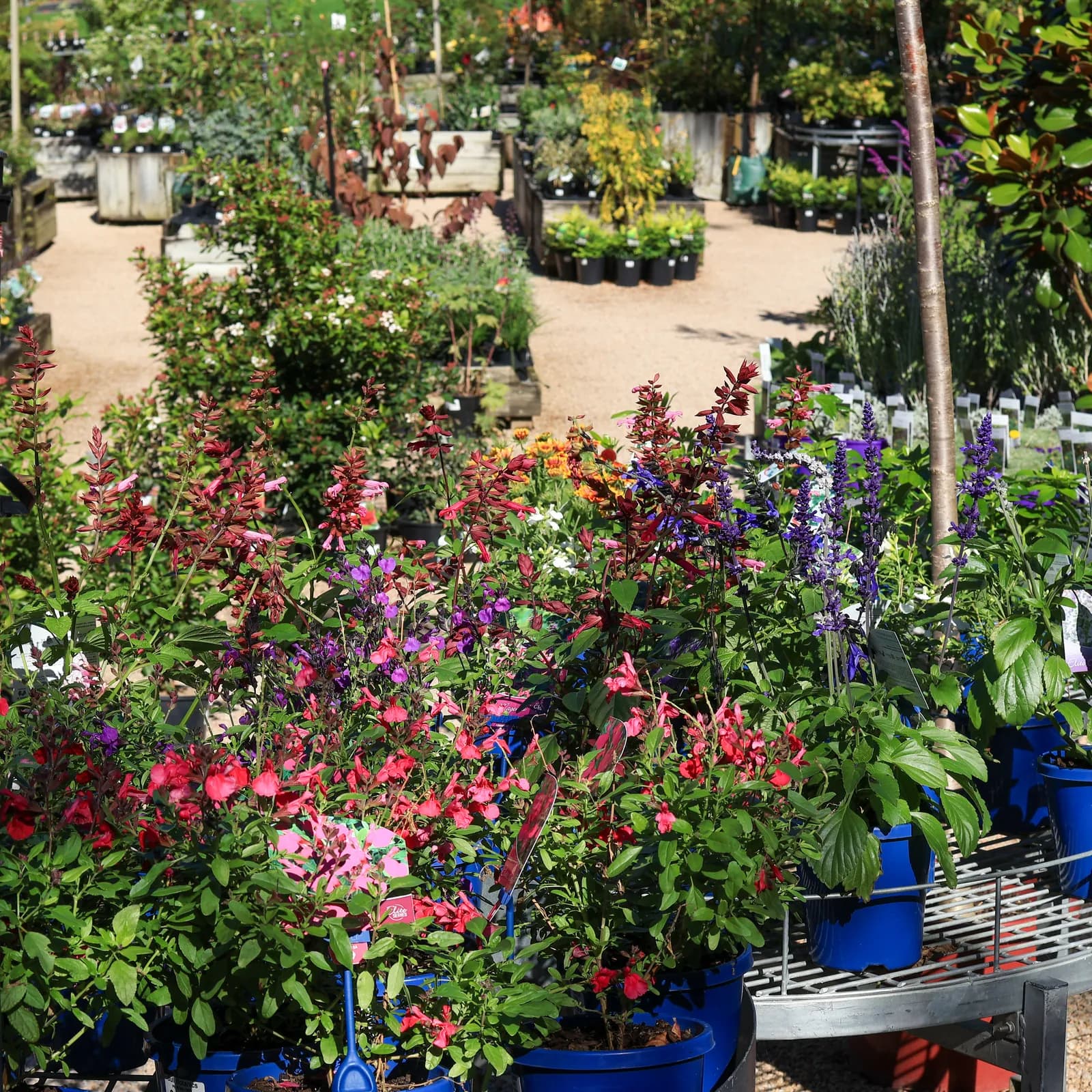 Flowering plants on display with clear gravel paths through the nursery.