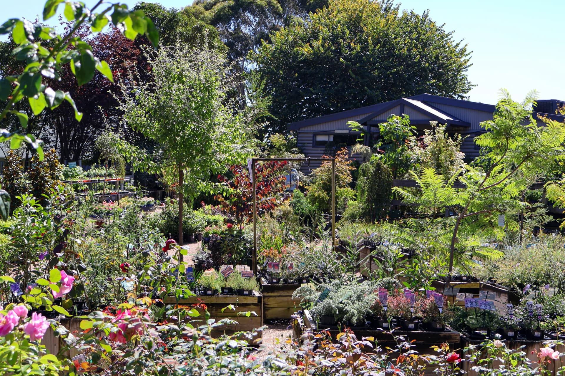 A wide view across Bull Botanics nursery, with timber display beds, trees and the nursery building.