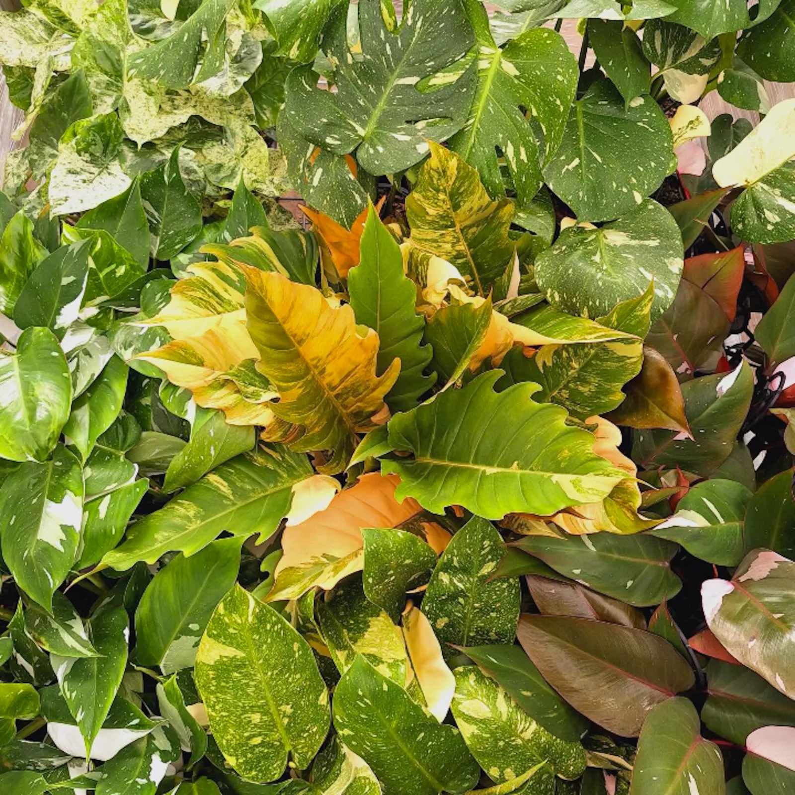 Variegated foliage in shades of gold, cream and green in the collector plant range.