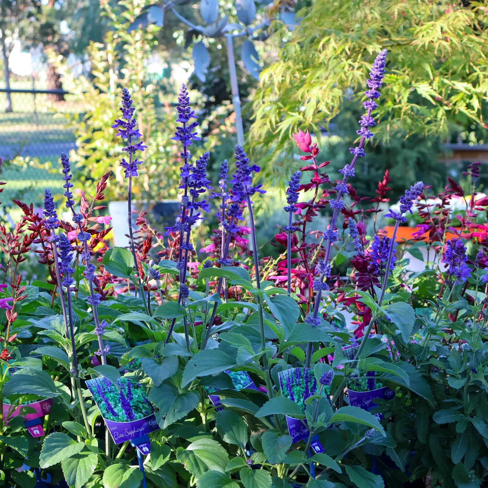 Purple and pink flowering salvias on display at Bull Botanics.