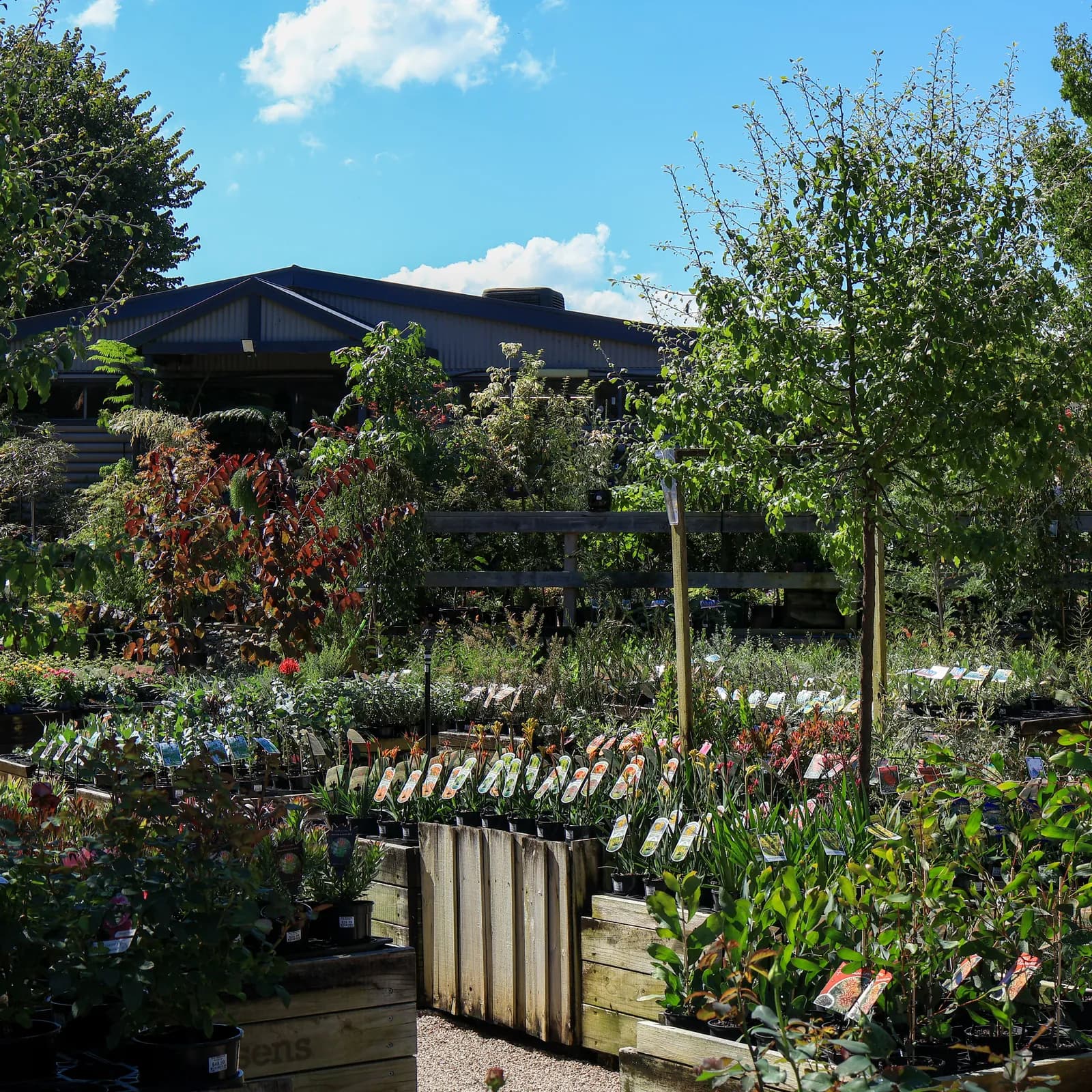 Bull Botanics nursery building behind timber display beds and a gravel path.